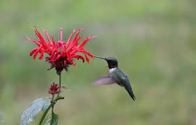 What specific flowers/plants can be planted to attract hummingbirds? How To Attract Hummingbirds Unh Extension