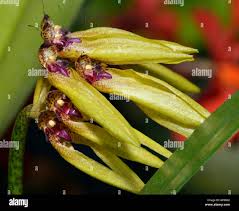 Image result for Bulbophyllum intertextum