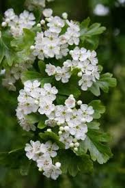 Planting trees is not necessary in massachusetts. 55 Shanz Ideas Hawthorn Tree Plants Flowers