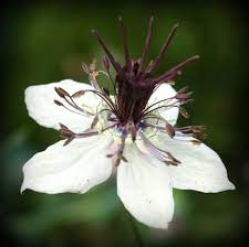 Spanish Fennel Spanish Love In A Mist African Bride Nigella Hispanica African Bride Flower Guide Bloom