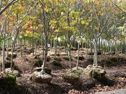 Your Guide To Selling Trees In An Urban Yard