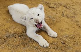 Great prices and selection of pictures lion. Endangered White Lion Cub On Display At Texas Sanctuary