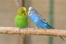 Budgies naturally breed in the rainy season, so remember to. 140 Cute And Adorable Parakeet Names With Meaning We Re All About Pets