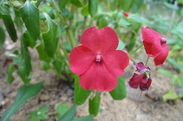 Image result for Isachne mauritiana