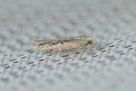 Image result for Scrobipalpula diffluella