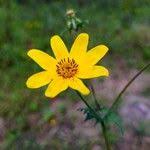 Image result for Bidens oligoflora