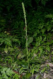 Image result for Satyrium schimperi