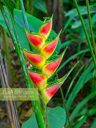 The costa flores produces dark red bracts with yellow sepals with black accents on them. Heliconia Wagneriana Stock Photo By Ernie Janes Image 1438993