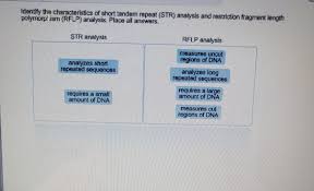 A restriction fragment length polymorphism is defined by the existence of alternative alleles associated with restriction fragments that differ an rflp is demonstrated whenever the southern blot pattern obtained with one individual is different from the one obtained with another individual. Solved Identify The Characteristics Of Short Tandem Repea Chegg Com