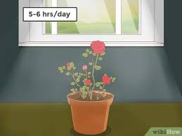 The majority of an indoor rose's daylight hours should be in bright light for all of the buds to burst into beautiful bloom. 4 Ways To Care For Roses Wikihow