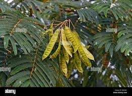 Image result for Albizia schimperiana