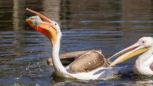 Pin On Reference Birds