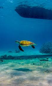 Foto's & Video's Westpunt