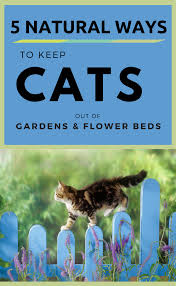 5 Natural Ways To Keep Cats Out Of Gardens Flower Beds Garden Flower Beds Flower Beds Flower Garden