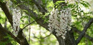 Image result for Robinia pseudo-acacia
