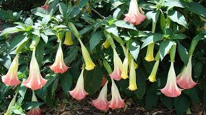 All year flowers south africa. Common Poisonous Plants In South Africa Baby Proof