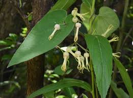 Image result for Riocreuxia