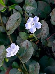 Image result for Evolvulus nummularius