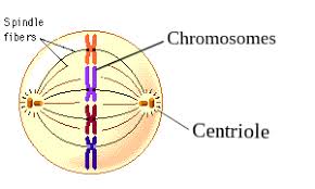 Do plant cells have spindle fibers. Does The Chromosomal Microtubule From Kinetochore And Continuous Microtubule From Centriole Combinely Form Spindle Fibre During Cell Division Quora