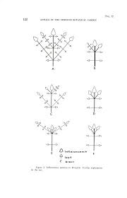 Image result for Pleioceras gilletii