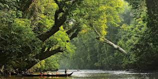 Taman negara (national park) is one of the most popular attractions in malaysia. River The Beginning Of Life Persatuan Aktivis Sahabat Alam Kuasa