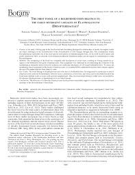 Image result for Elaphoglossum macropodium