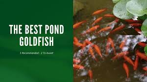 How fast do goldfish grow in a pond? 7 Of The Best Pond Goldfish To Spruce Up Your Garden Ponds Aquariumstoredepot