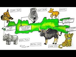 Cara Menggambar Peta Persebaran Fauna Langka Di Pulau Jawa Indonesia Ep 316 Youtube Di 2021 Peta Cara Menggambar Gambar