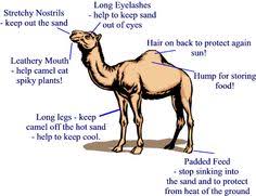 People would travel hundreds of miles with their camels. Camels