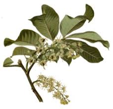 Image result for Blighia