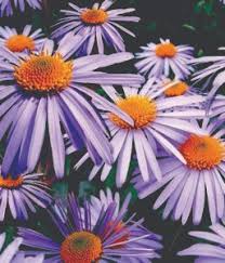 We did not find results for: September Birth Flower Neutrog Australia