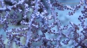 Check spelling or type a new query. Ekosistem Laut Raja Ampat Youtube