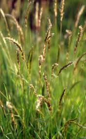 Image result for Ophrypetalum odoratum