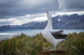 Albatrosses - Seabird Tracking Database