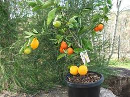 Most of california features the mild climate needed for growing citrus fruits, but few homeowners have the space for a full orchard. Fruit Cocktail Tree Grows Multiple Types Of Fruit On One Tree Fruit Salad Tree Grafting Fruit Trees Fruit Trees