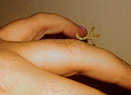 We did not find results for: After Over A Year Of Not Having A Mantis I Finally Decided To Get One Meet Maggie My L2 Giant Rainforest Mantis Mantids