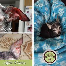 Image result for mold in the ear dog