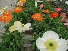 Fresh flowers from our fields, expertly designed and delivered by proflowers®. Gardening Poppies A Symbol Of Sacrifice And Healing