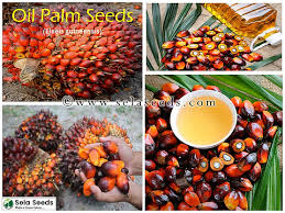 Image result for Elaeis guineensis