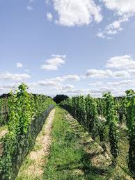 We did not find results for: Visiting Black Birch Vineyard By Gabriella