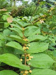 Image result for Grewia herbacea