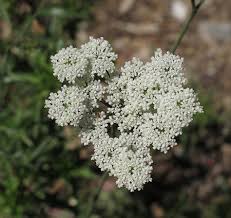 Image result for Pimpinella afra