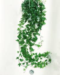 Hedera Helix Ivy Ivy Plant Indoor House Plants Hanging Ivy Plants
