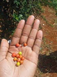 Image result for Psychotria kirkii