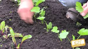 Can help reduce birth defects. Parsnip Giy Ireland Ltd