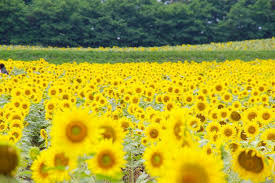 1.3 bunga trompet dalam bahasa jepang. Ayu Sakamoto On Twitter Kebun Bunga Matahari Hokuryu Atau Himawari No Sato Yg Ada Di Hokkaido Ini Dijuluki Sebagai Kebun Bunga Matahari Terbesar Di Jepang Kalau Kamu Mau Kesana Sebaiknya Pada Pertengahan