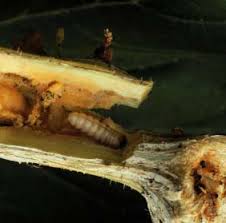 Organic pest control for fruit and vegetables. Common Vegetable Pests And Diseases Extension Walworth County