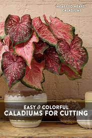 The tubers should be planted directly into the ground in the spring season. Pin On Make A Flower Bouquet