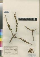 Image result for Paropsia