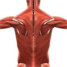 This is a table of skeletal muscles of the human anatomy. Spinal Muscles A Comprehensive Guide